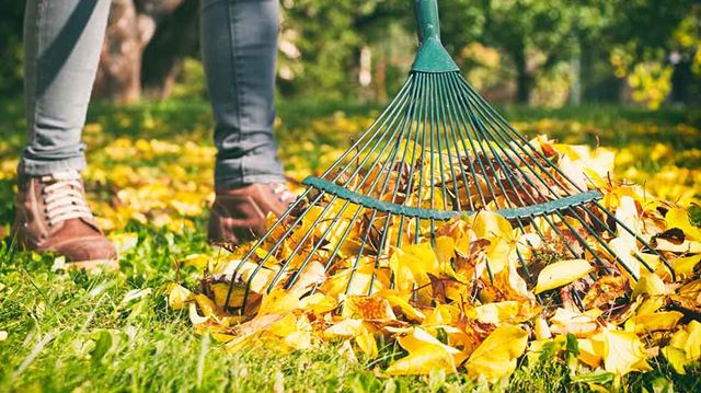 November gardening jobs raking leaves